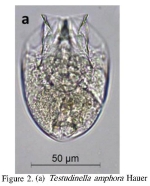 Testudinella amphora