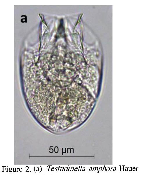 Testudinella amphora Testudinella amphora