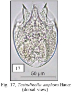Testudinella amphora