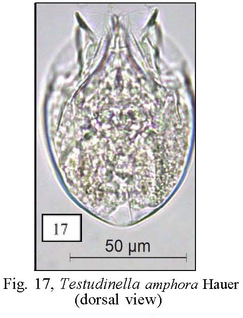 Testudinella amphora Testudinella amphora
