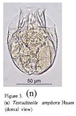 Testudinella amphora