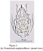Testudinella amphora