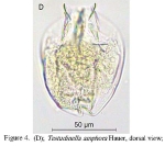 Testudinella amphora