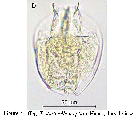 Testudinella amphora Testudinella amphora