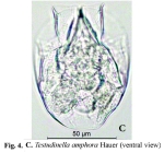 Testudinella amphora