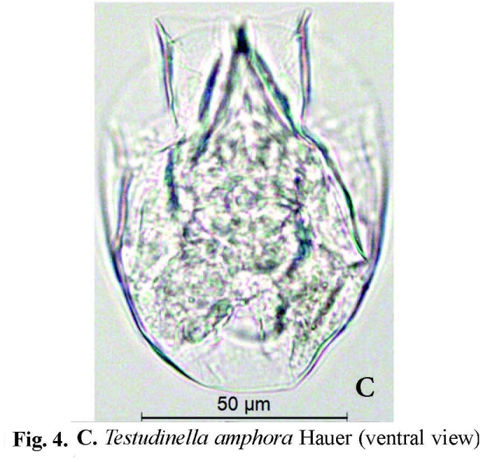 Testudinella amphora Testudinella amphora