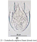 Testudinella amphora