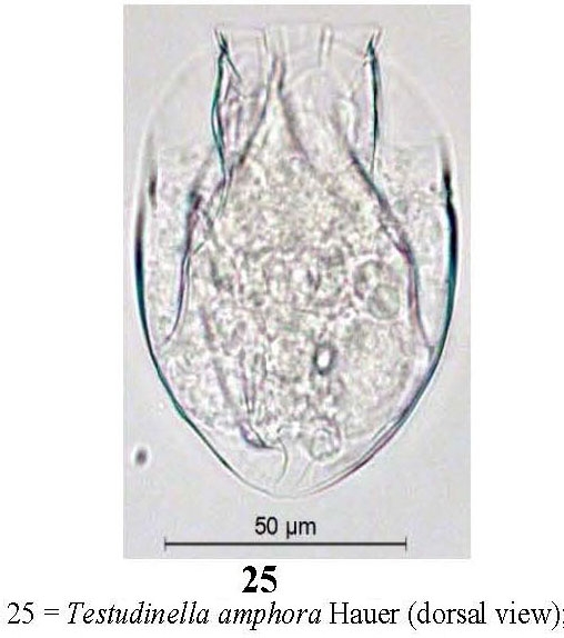 Testudinella amphora Testudinella amphora