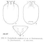 Testudinella amphora - Original description image