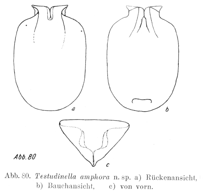 Testudinella amphora - Original description image