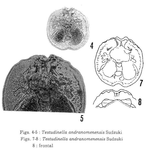 Testudinella andranomenensis - Original description image
