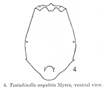 Testudinella angulata