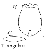 Testudinella angulata