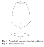 Testudinella angulata