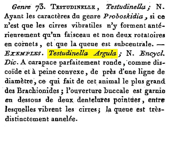 Testudinella argula - Original description image