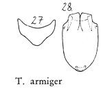 Testudinella armiger