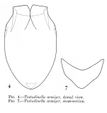 Testudinella armiger - Original description image