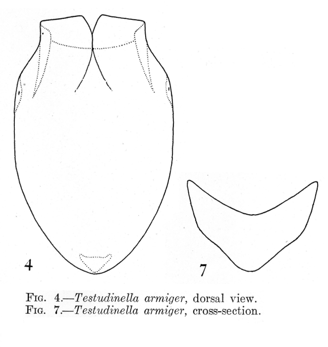 Testudinella armiger - Original description image