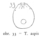 Testudinella aspis