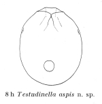 Testudinella aspis - Original description image