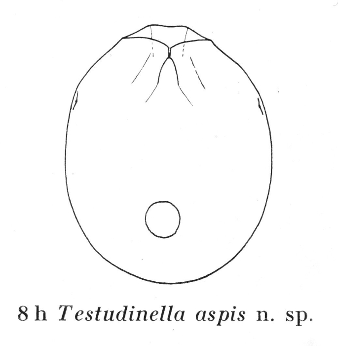 Testudinella aspis - Original description image
