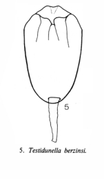 Testudinella berzinsi