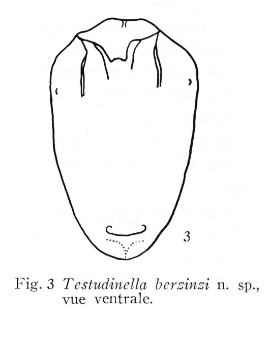 Testudinella berzinsi - Original description image