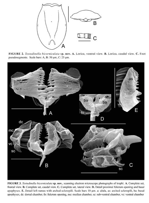 Testudinella bicorniculata - Original description image