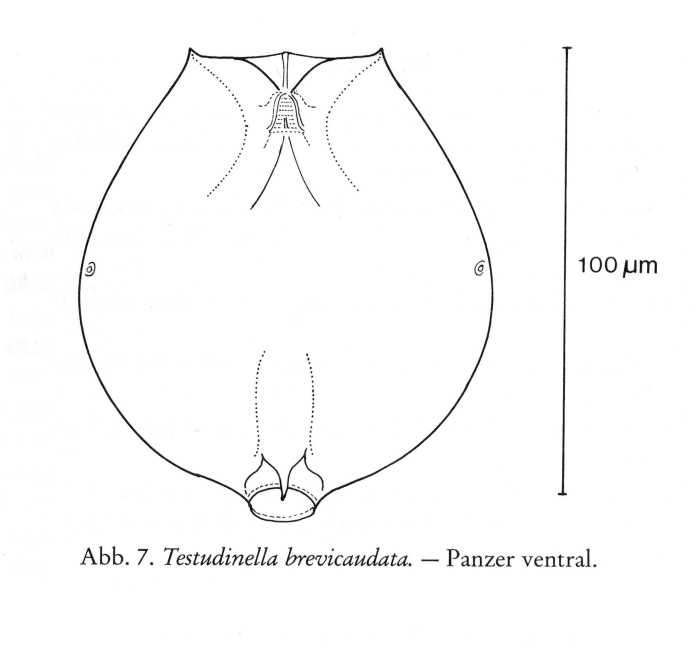 Testudinella brevicaudata Testudinella brevicaudata