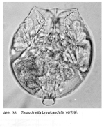 Testudinella brevicaudata