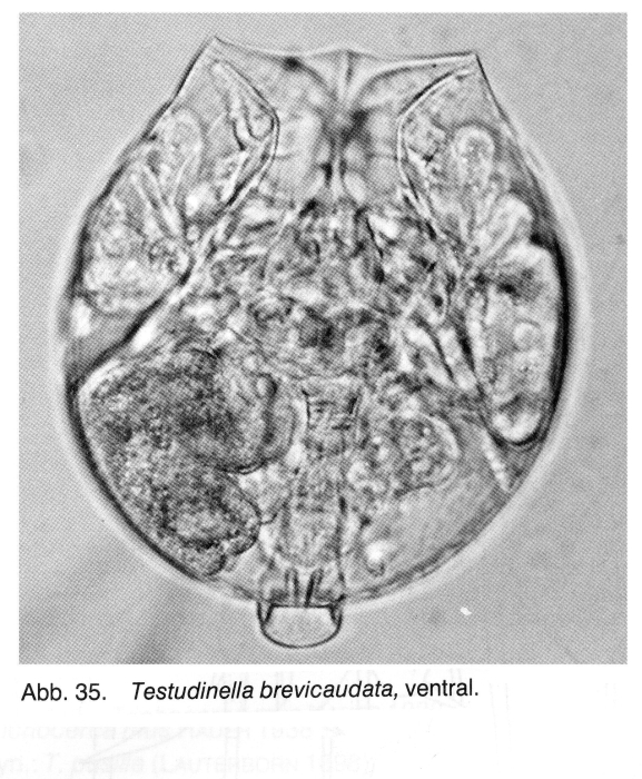 Testudinella brevicaudata Testudinella brevicaudata