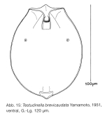 Testudinella brevicaudata