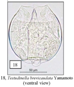 Testudinella brevicaudata