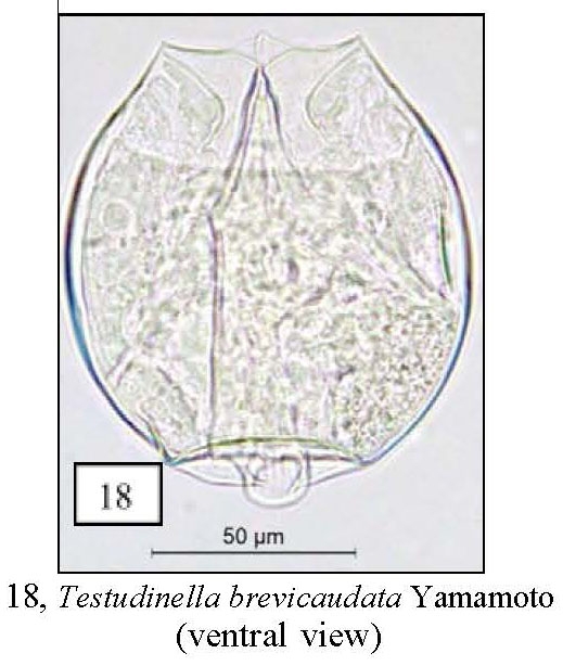 Testudinella brevicaudata Testudinella brevicaudata