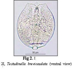 Testudinella brevicaudata