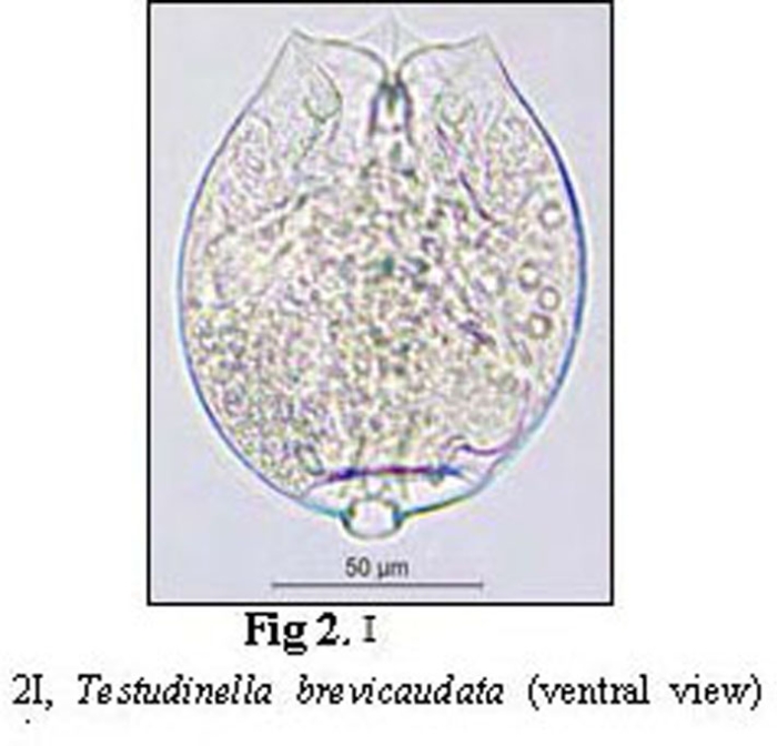 Testudinella brevicaudata Testudinella brevicaudata