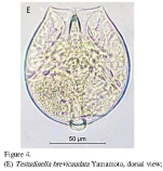 Testudinella brevicaudata