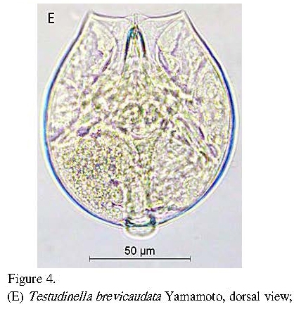 Testudinella brevicaudata Testudinella brevicaudata