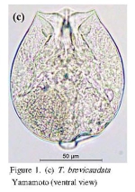 Testudinella brevicaudata