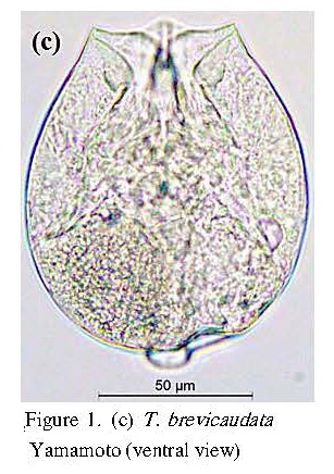 Testudinella brevicaudata Testudinella brevicaudata