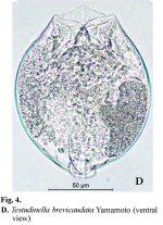 Testudinella brevicaudata