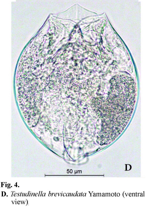 Testudinella brevicaudata Testudinella brevicaudata