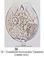 Testudinella brevicaudata