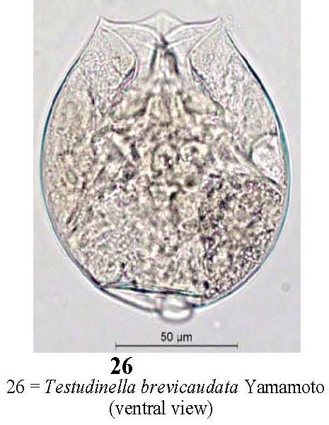 Testudinella brevicaudata Testudinella brevicaudata