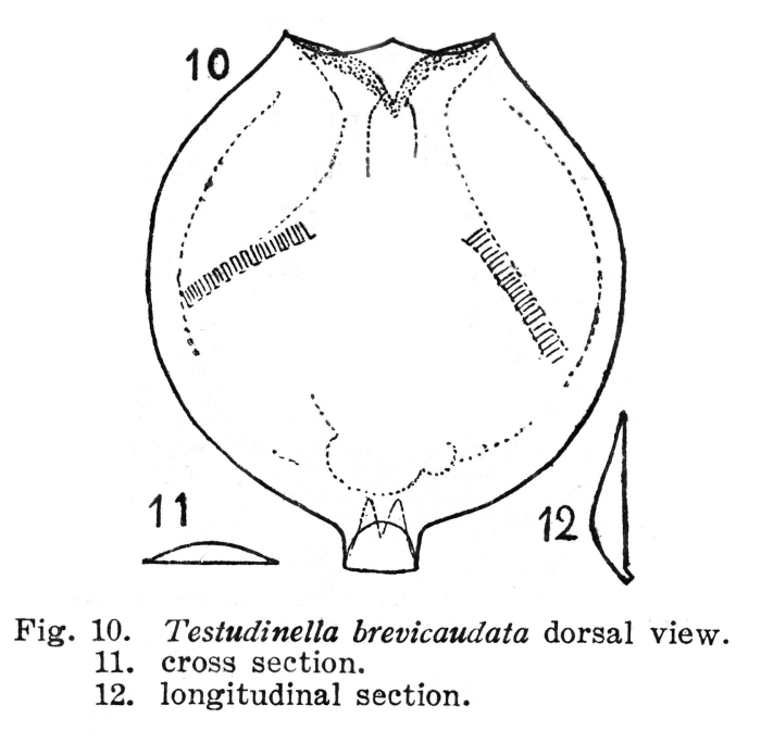 Testudinella brevicaudata - Original description image