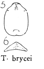 Testudinella brycei