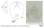 Testudinella brycei