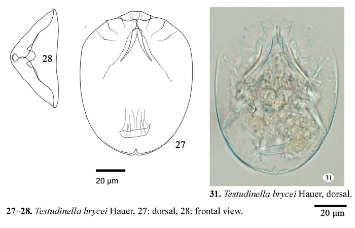 Testudinella brycei Testudinella brycei