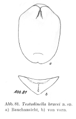 Testudinella brycei - Original description image