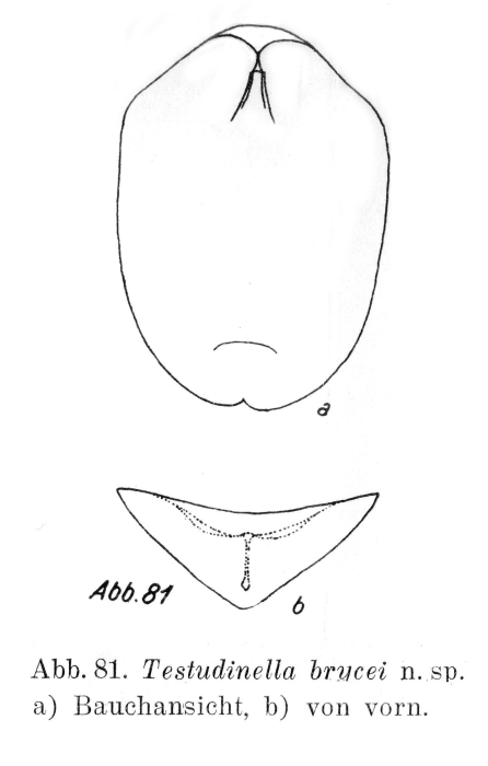 Testudinella brycei - Original description image